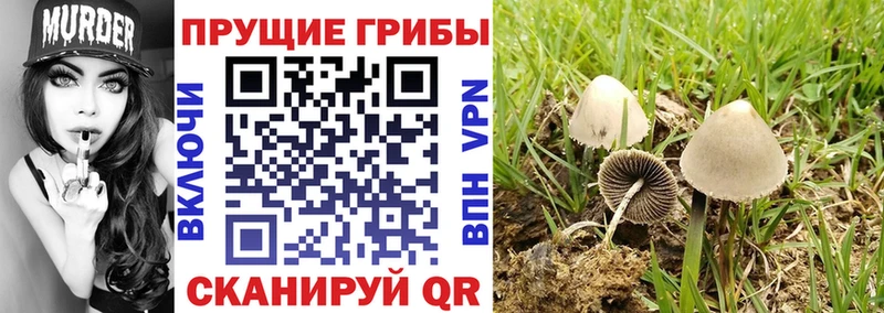 сайты даркнета формула  купить наркоту  Любим  Галлюциногенные грибы Magic Shrooms 